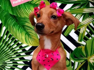 Cachorro raça  idade 2 a 6 meses nome Bia 