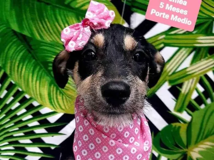 Cachorro raça  idade 2 a 6 meses nome Moana 