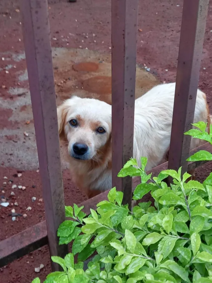 Cachorro ra a  idade 2 anos nome Branquinho