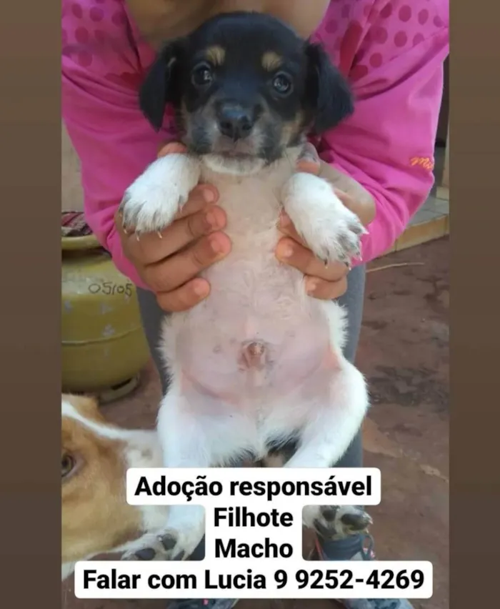 Cachorro ra a  idade Abaixo de 2 meses nome Belinha