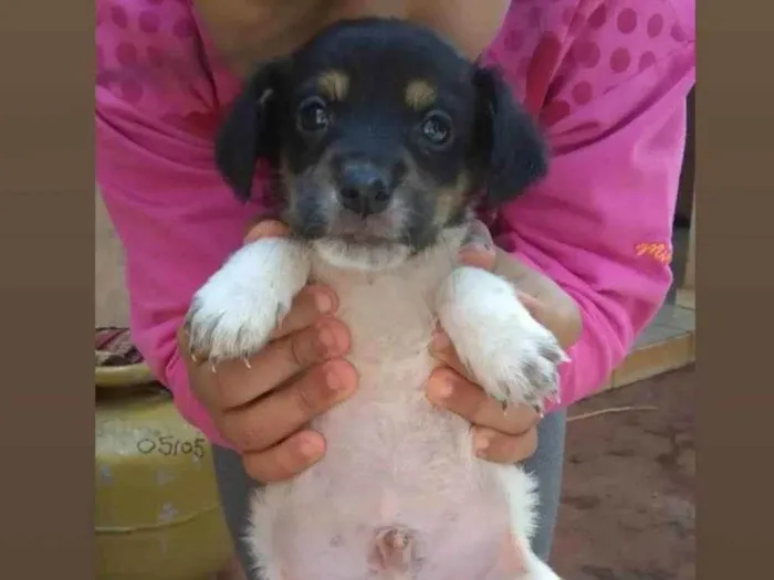 Cachorro ra a  idade Abaixo de 2 meses nome Belinha