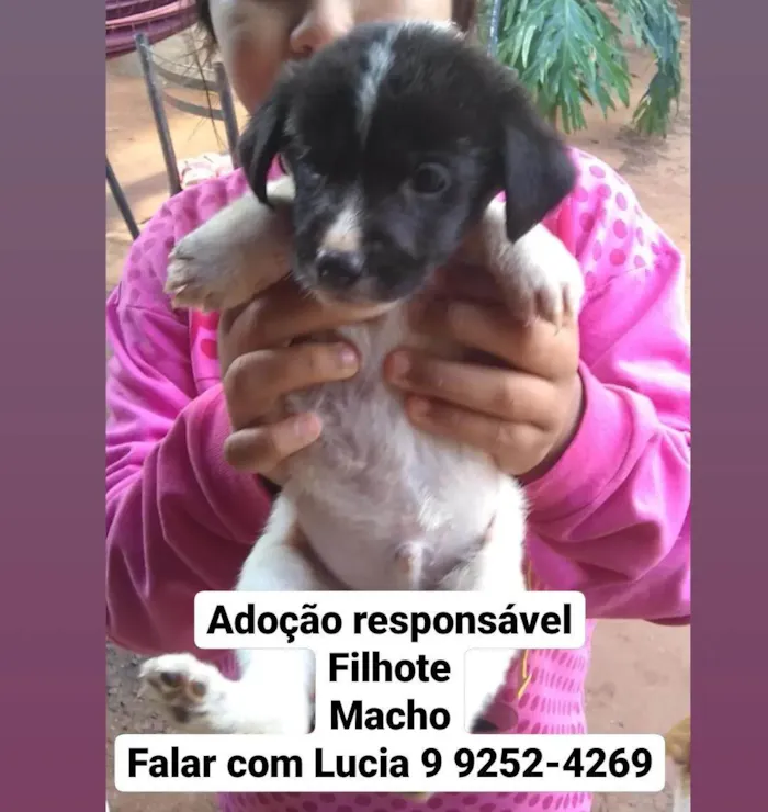 Cachorro ra a  idade Abaixo de 2 meses nome Belinha