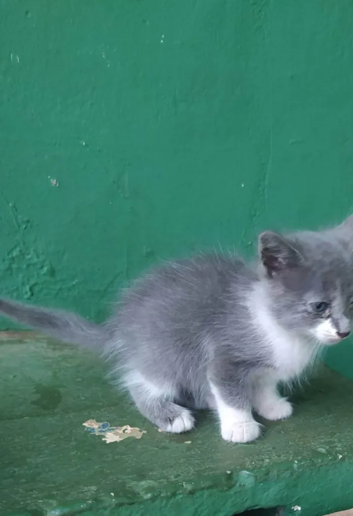 Gato ra a  idade Abaixo de 2 meses nome Cinzinha