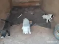 Mistos