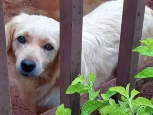 Cachorro raça  idade 2 anos nome Branquinho