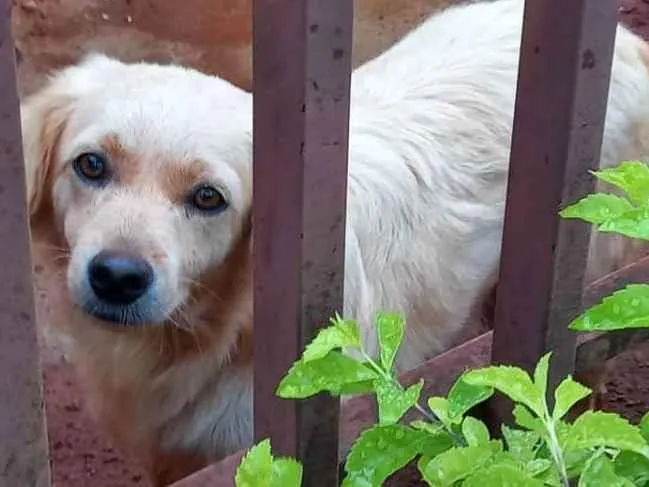 Cachorro ra a  idade 2 anos nome Branquinho