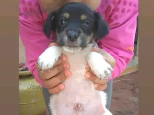 Cachorro raça  idade Abaixo de 2 meses nome Belinha