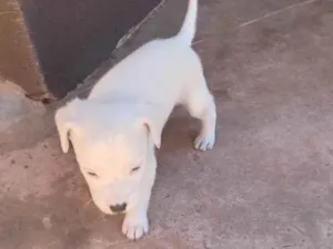 Cachorro raça  idade 2 a 6 meses nome Nina