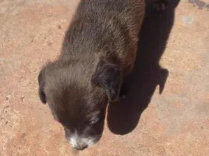 Cachorro raça  idade 2 a 6 meses nome Lila