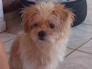 Cachorro raça  idade 2 anos nome Ralf