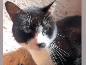 Gato raça Srd idade 2 anos nome Salvador 