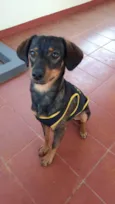 Mascote