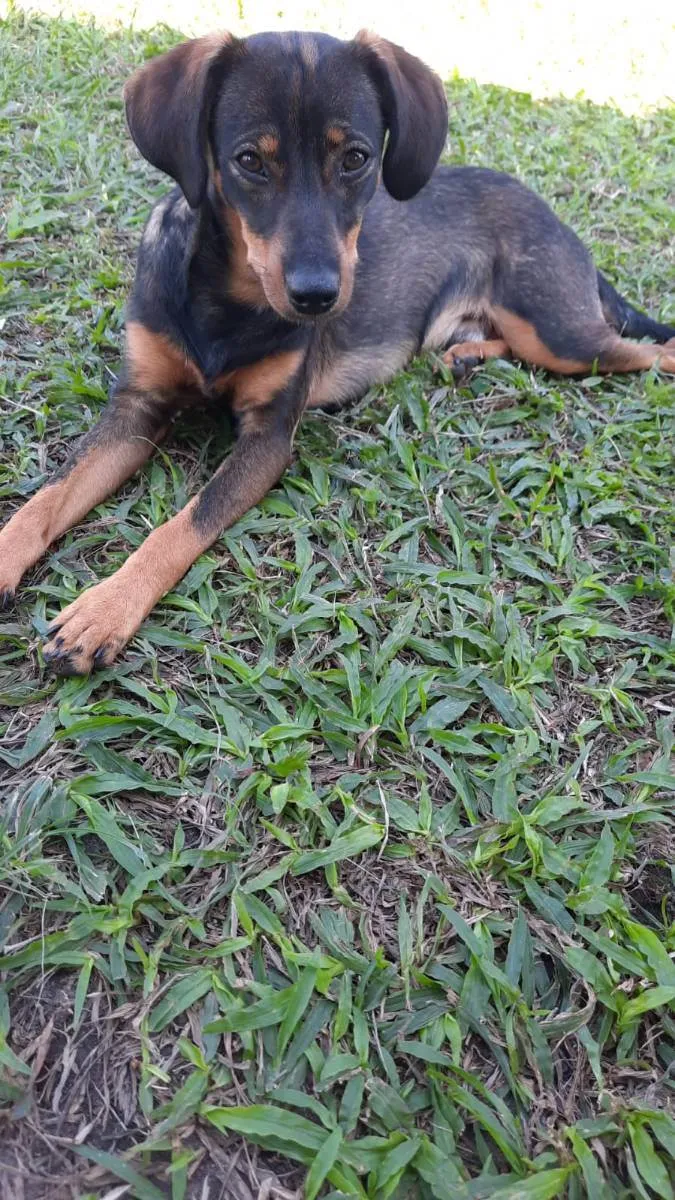 Cachorro ra a SRD idade 7 a 11 meses nome Mascote