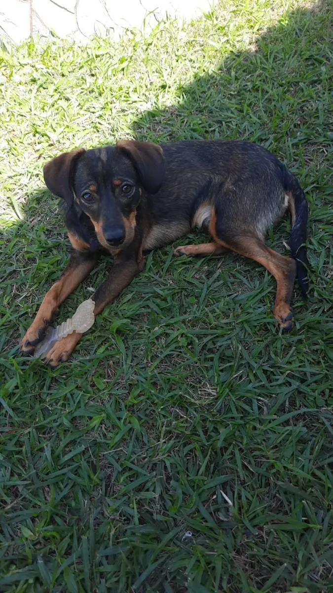 Cachorro ra a SRD idade 7 a 11 meses nome Mascote