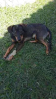 Mascote