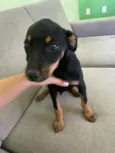 Biscoito 