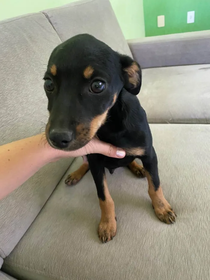 Cachorro raça SRD idade 2 a 6 meses nome Biscoito 