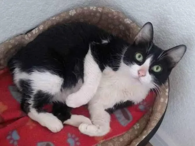Gato ra a Normal idade 4 anos nome Lola