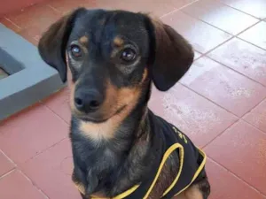 Cachorro raça SRD idade 7 a 11 meses nome Mascote