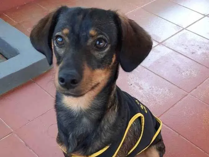 Cachorro ra a SRD idade 7 a 11 meses nome Mascote