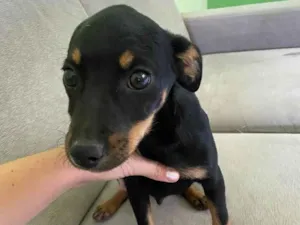 Cachorro raça SRD idade 2 a 6 meses nome Biscoito 