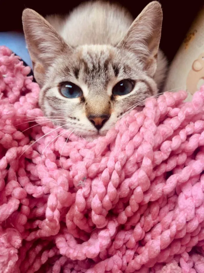 Gato ra a SRD idade 2 a 6 meses nome Mel