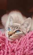 Mel