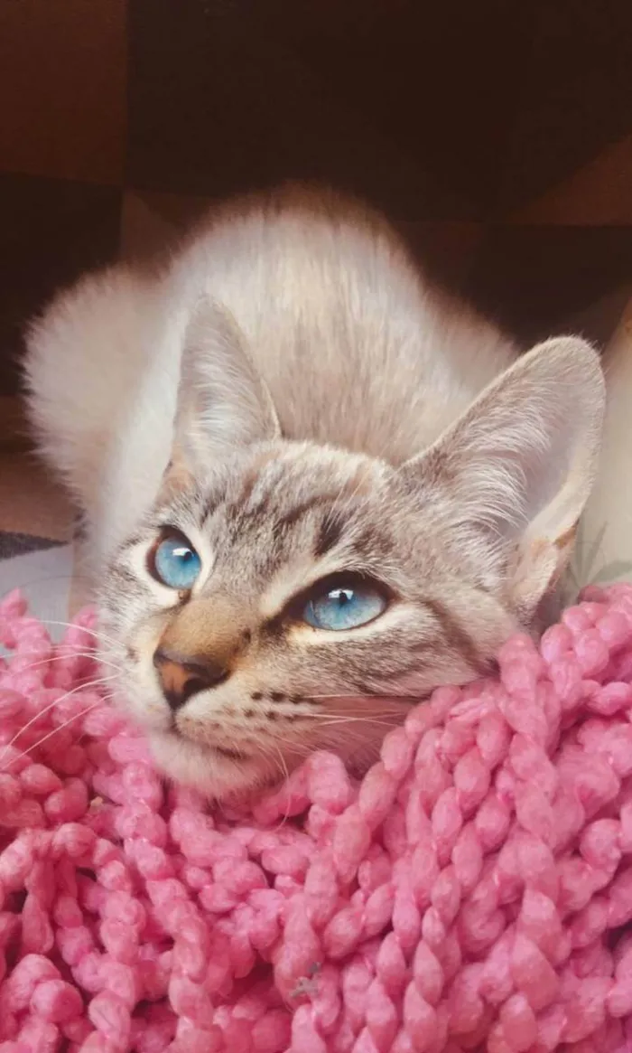 Gato ra a SRD idade 2 a 6 meses nome Mel