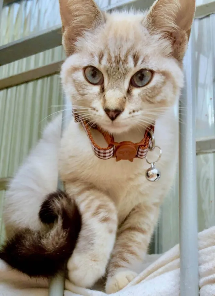 Gato ra a SRD idade 2 a 6 meses nome Mel