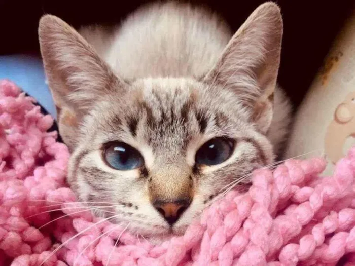 Gato ra a SRD idade 2 a 6 meses nome Mel