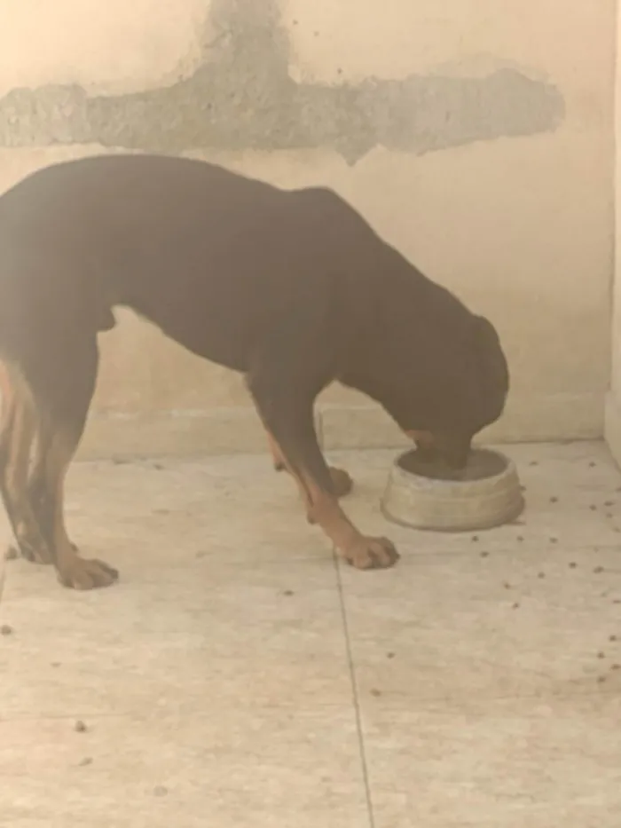 Cachorro raça Rotwailer idade 2 anos nome Thor 