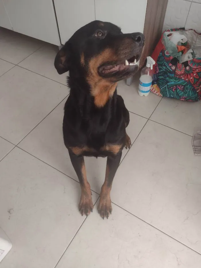 Cachorro raça Rotwailer idade 2 anos nome Thor 