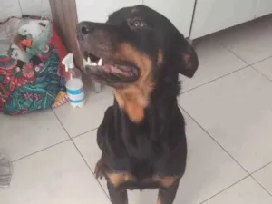Cachorro raça Rotwailer idade 2 anos nome Thor 