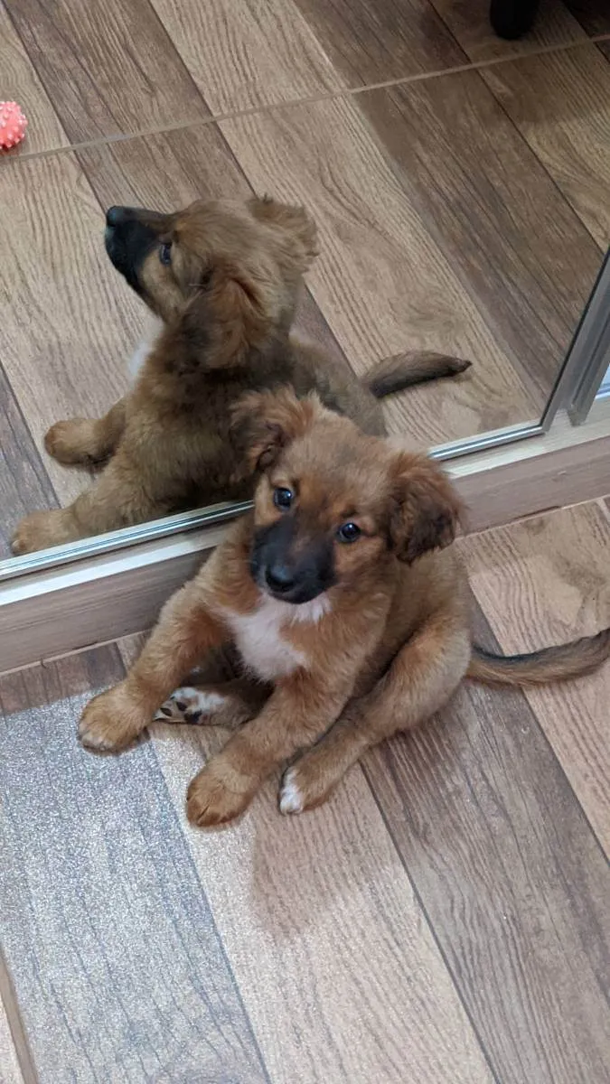 Cachorro raça Vira lata  idade 2 a 6 meses nome Maggie 