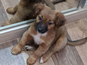 Cachorro raça Vira lata  idade 2 a 6 meses nome Maggie 
