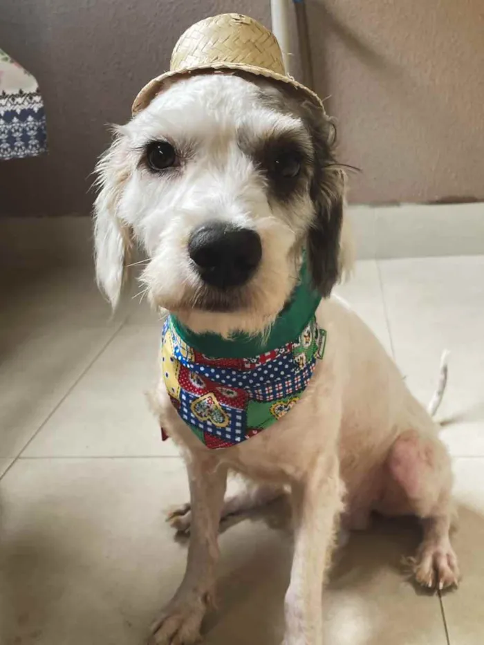 Cachorro raça Srd idade 2 anos nome Quindim 