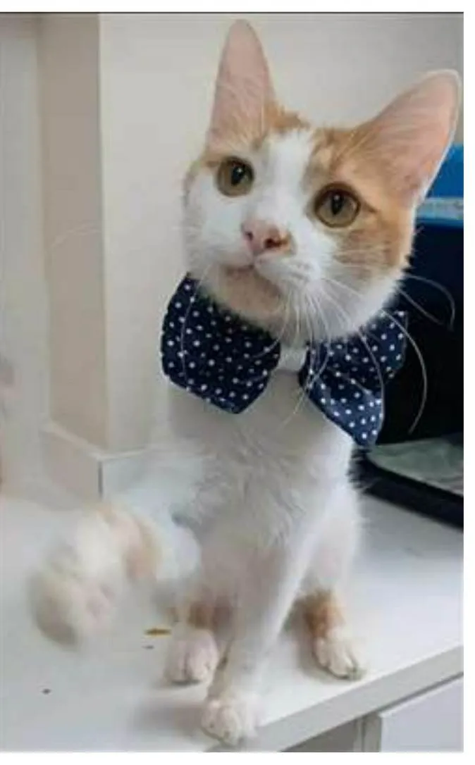 Gato raça srd bicolor idade 7 a 11 meses nome OZZI