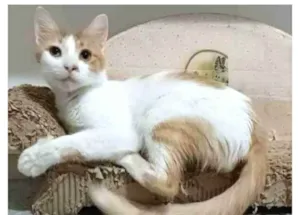 Gato raça srd bicolor idade 7 a 11 meses nome OZZI