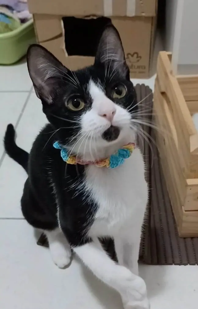 Gato raça srd frajolinha  idade 2 a 6 meses nome BETHÂNIA 