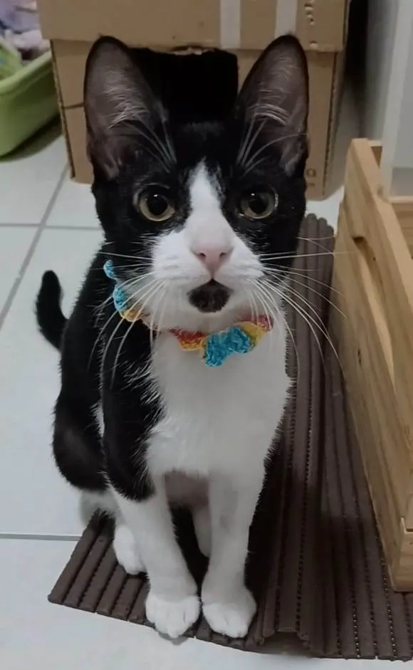 Gato raça srd frajolinha  idade 2 a 6 meses nome BETHÂNIA 