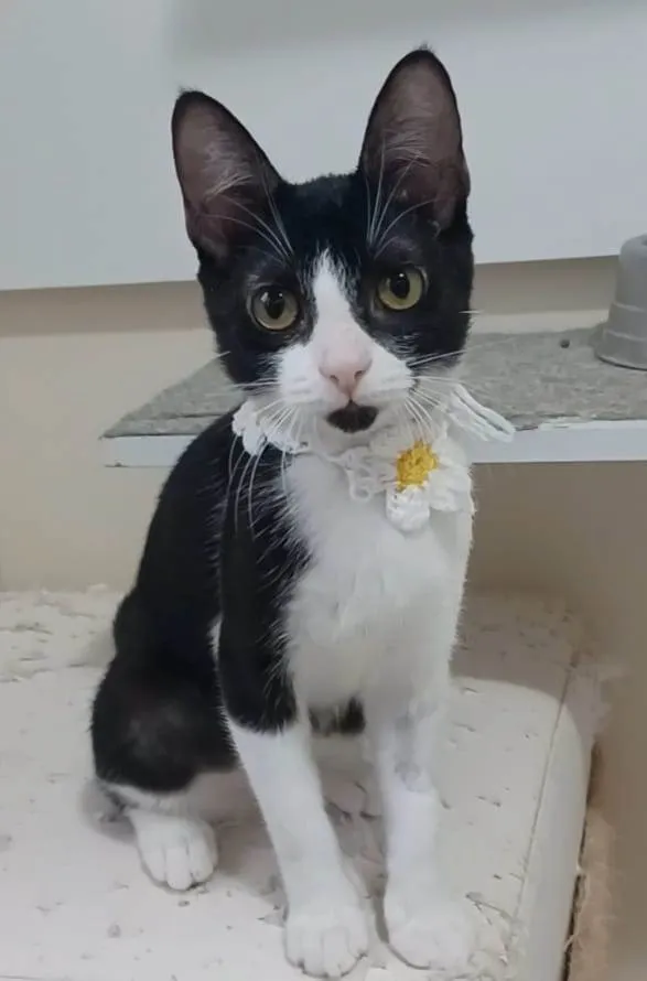 Gato raça srd frajolinha  idade 2 a 6 meses nome BETHÂNIA 