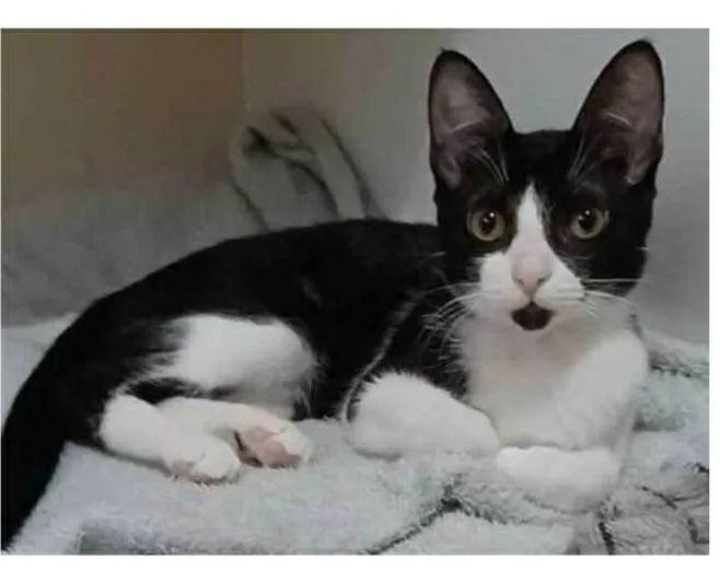 Gato raça srd frajolinha  idade 2 a 6 meses nome BETHÂNIA 