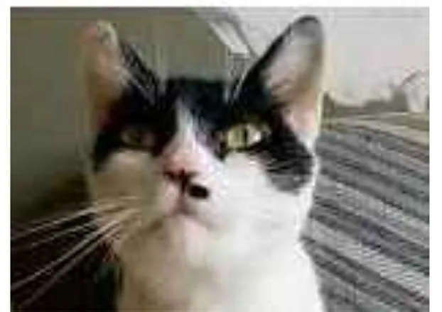 Gato ra a srd bicolor idade 2 anos nome ATHENA