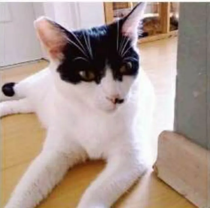 Gato ra a srd bicolor idade 2 anos nome ATHENA