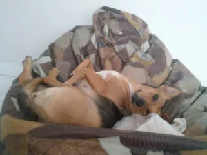 Cachorro raça SRD idade Abaixo de 2 meses nome Suzy