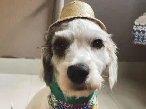 Cachorro raça Srd idade 2 anos nome Quindim 
