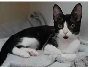 Gato raça srd frajolinha  idade 2 a 6 meses nome BETHÂNIA 