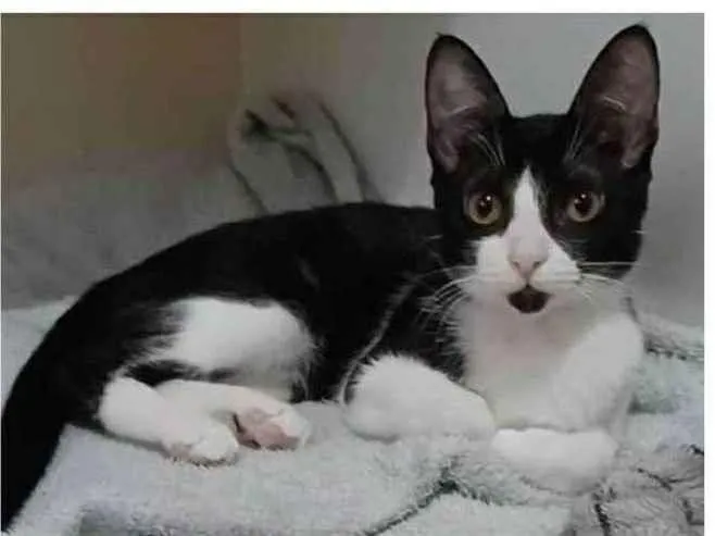 Gato raça srd frajolinha  idade 2 a 6 meses nome BETHÂNIA 