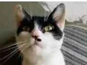 Gato raça srd bicolor idade 2 anos nome ATHENA