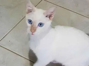 Gato raça Felino SRD idade 2 a 6 meses nome Bianco Júnior 